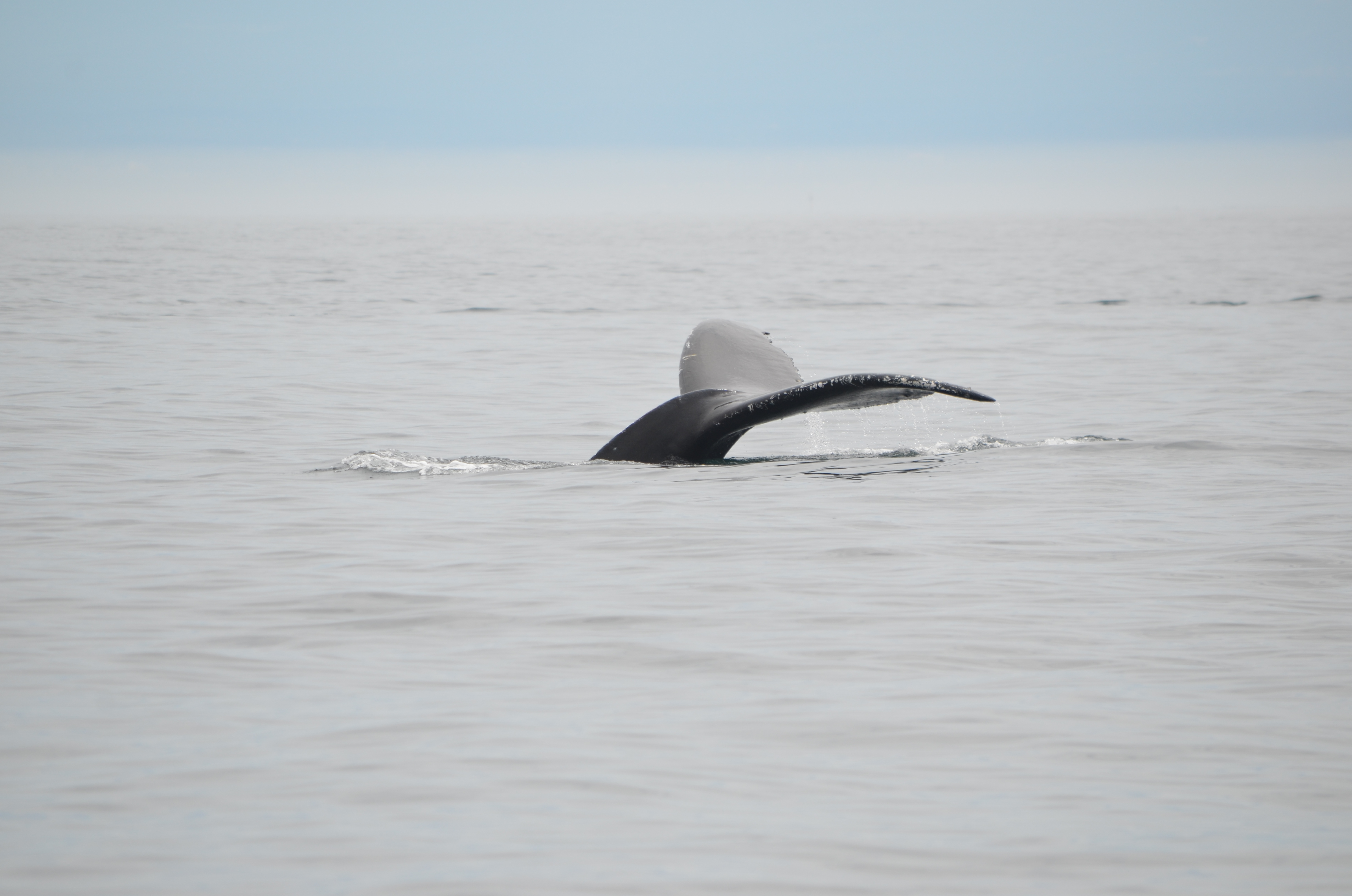 photos/wildlife/Mammal_Species/Humpback Whale/DSC_0152.JPG